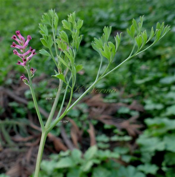   Flowering Branch with a leaf and indlorescence